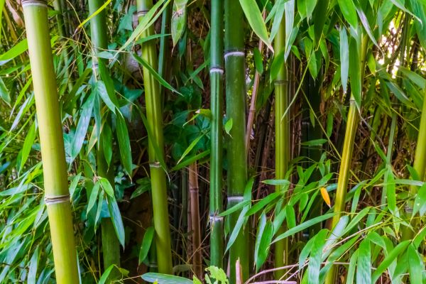 Bamboo Trimming in Roswell
