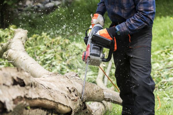 Cost of Branch Removal Service in Roswell