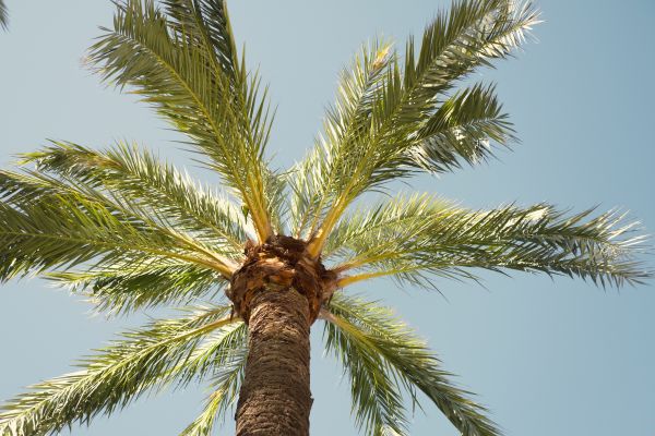 Palm Tree Pruning in Roswell