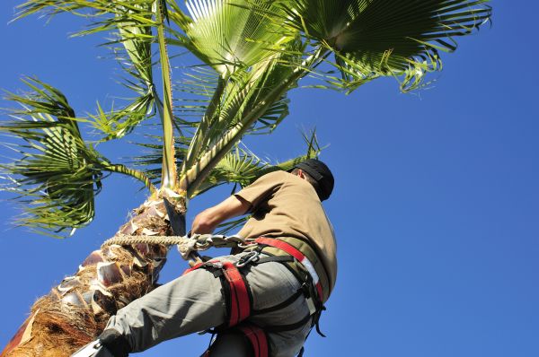 Palm Tree Trimming in Roswell
