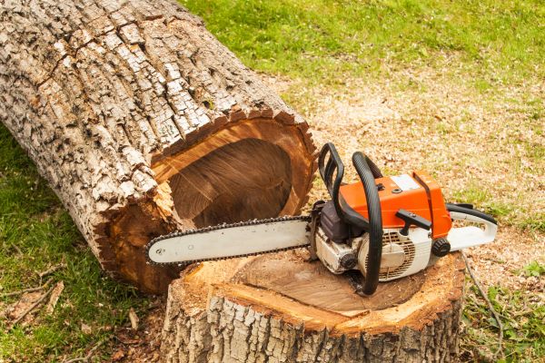 Tree Cutting Service in Roswell