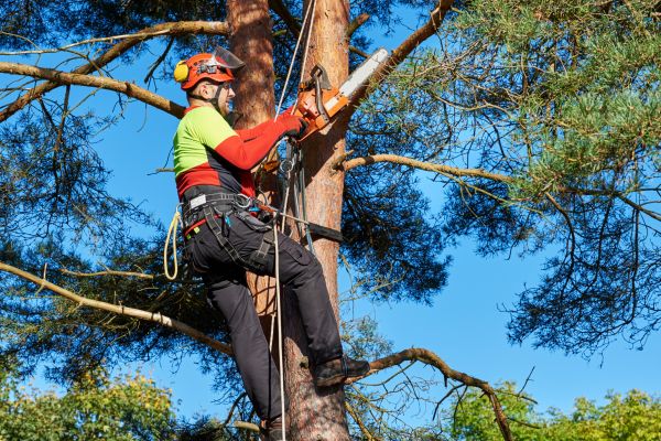 Tree Service in Roswell