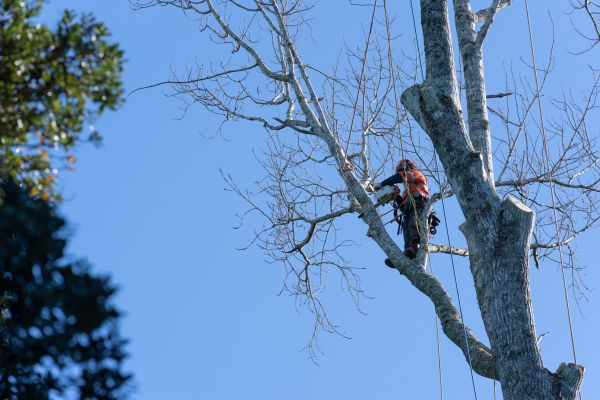 Cost of Tree Topping Service in Roswell