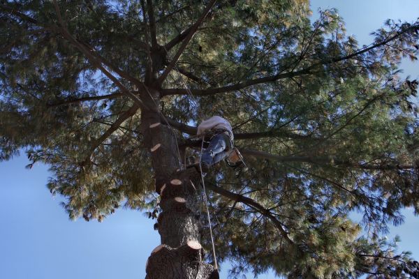Cost of Trimming Service in Roswell