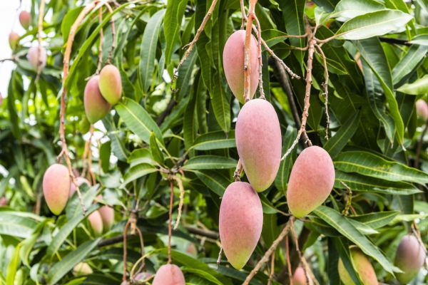 Cost of Mango Tree Trimming in Roswell