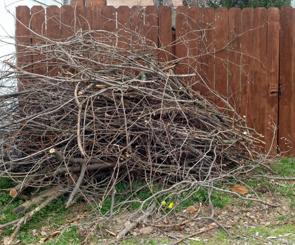 Cost of Dead Branch Removal in Roswell