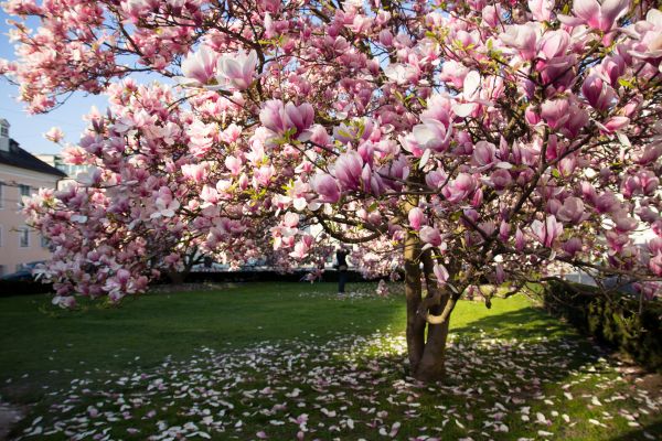 Cost of Ornamental Tree Pruning in Roswell