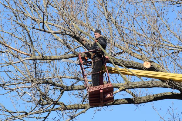 Cost of Emergency Tree Trimming in Roswell