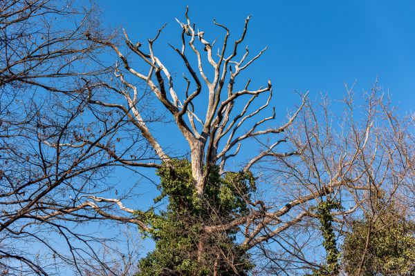 Cost of Deadwood Removal in Roswell