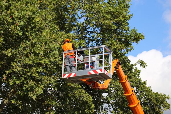 Commercial Tree Service in Roswell