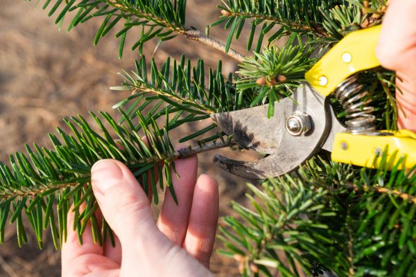 Pine Tree Pruning in Roswell