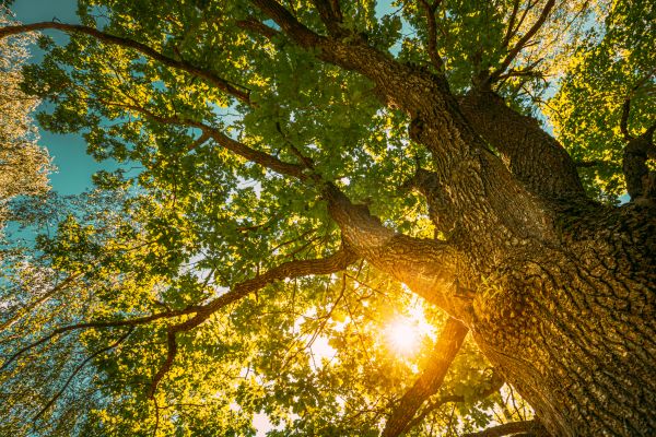 Cost of Oak Tree Pruning in Roswell
