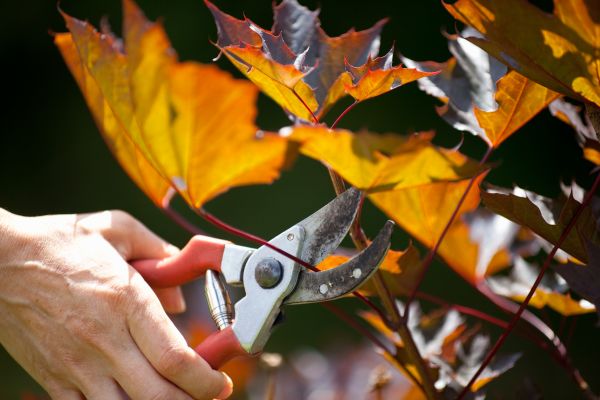 Cost of Maple Tree Pruning in Roswell