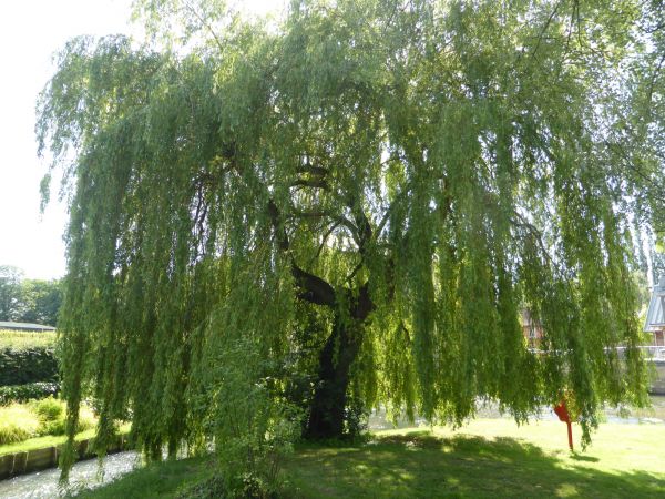 Willow Tree Trimming in Roswell