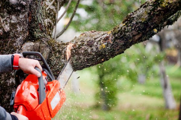 Cost of Tree Limbs Removal in Roswell