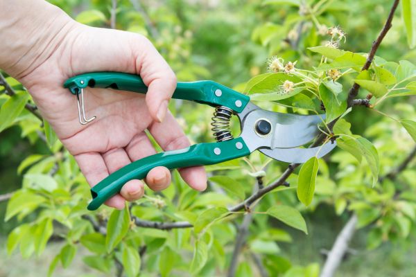 Cost of Pear Tree Pruning in Roswell