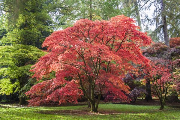 Japanese Maple Pruning in Roswell