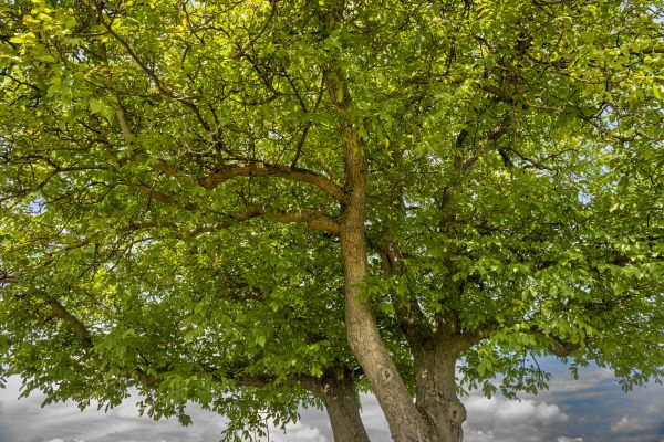 Cost of Walnut Tree Trimming in Roswell