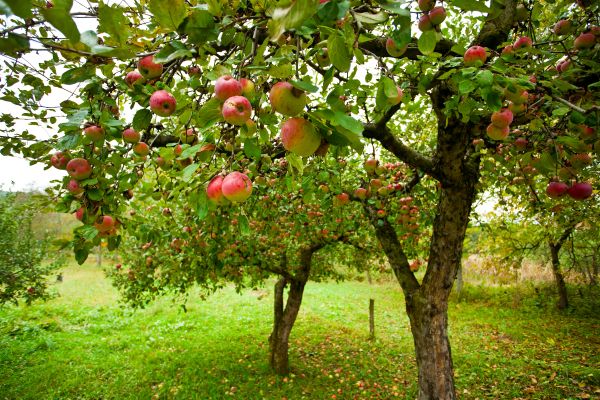 Cost of Apple Tree Pruning in Roswell