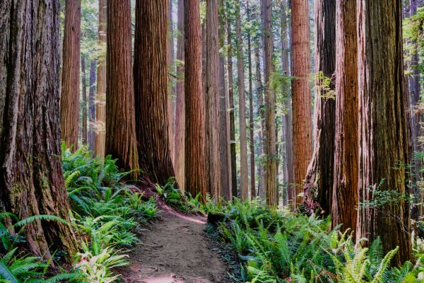 Cost of Redwood Tree Trimming in Roswell