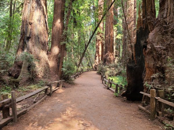 Cost of Redwood Tree Pruning in Roswell
