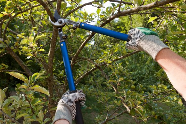 Cost of Residential Tree Pruning in Roswell