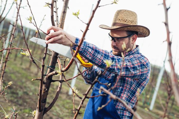 Cost of Orchard Tree Pruning in Roswell