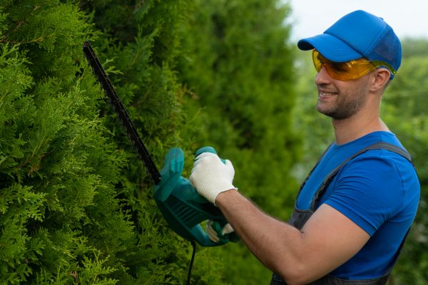 Cost of Tree Shaping Service in Roswell