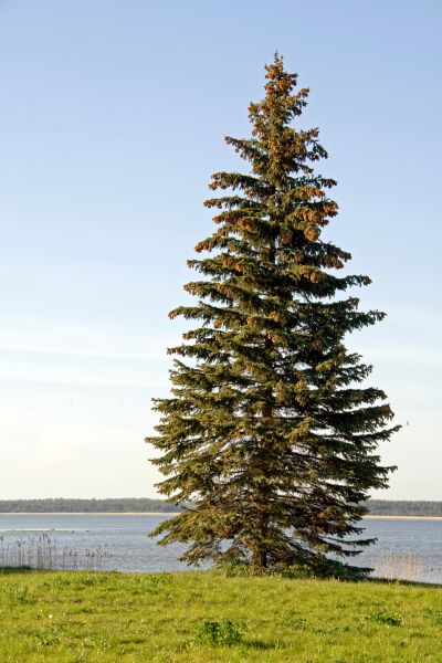 Cost of Spruce Tree Pruning in Roswell