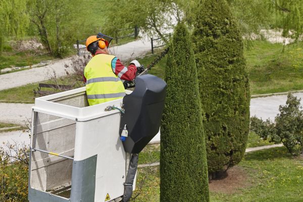 Cost of Cypress Tree Pruning in Roswell