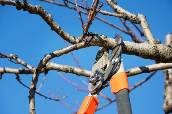 Peach Tree Trimming in Roswell