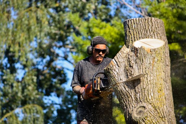 Cost of Ash Tree Pruning in Roswell