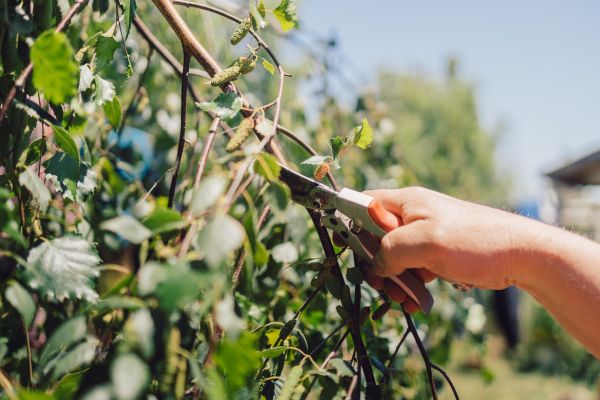 Birch Tree Pruning in Roswell