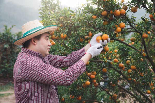 Orange Tree Pruning in Roswell