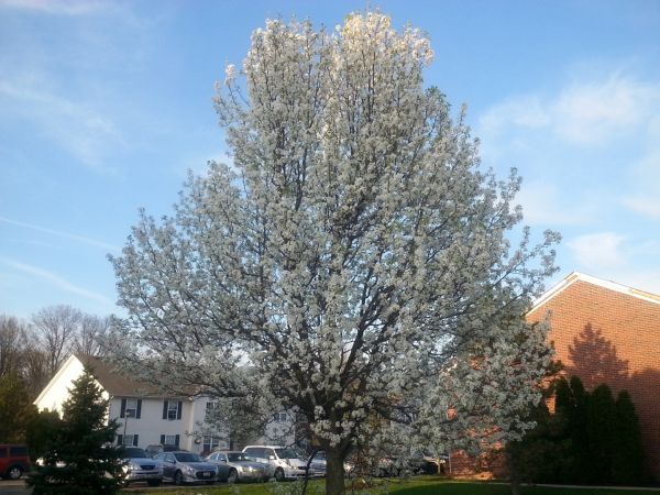 Bradford Pear Tree Pruning in Roswell