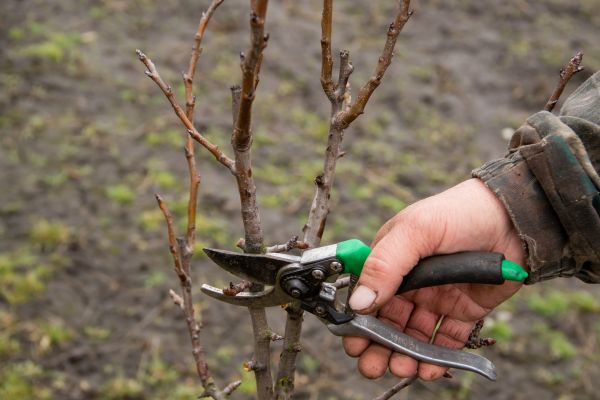 Cost of Pear Trees Pruning in Roswell
