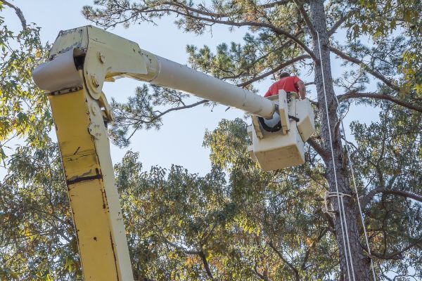 Cost of Limbs Trimming in Roswell