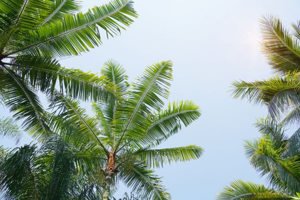Cost of Queen Palm Tree Trimming in Roswell