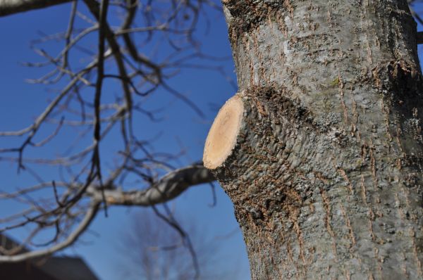 Cost of Limb Pruning in Roswell