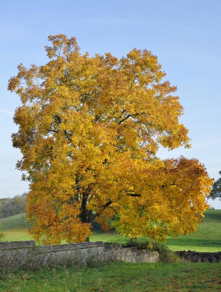 Cost of Hickory Tree Trimming in Roswell