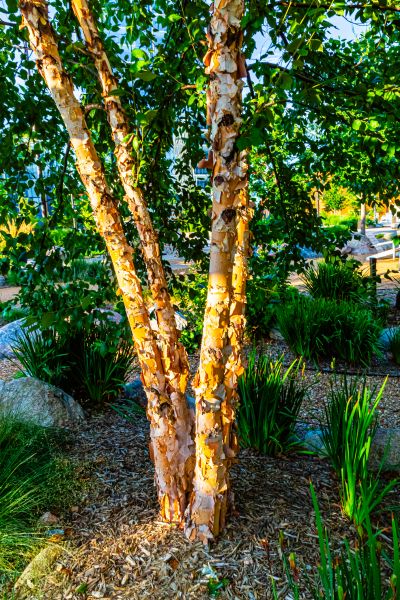 River Birch Trimming in Roswell