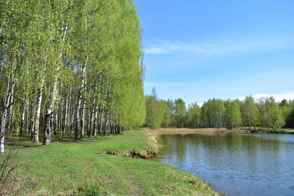 River Birch Pruning in Roswell
