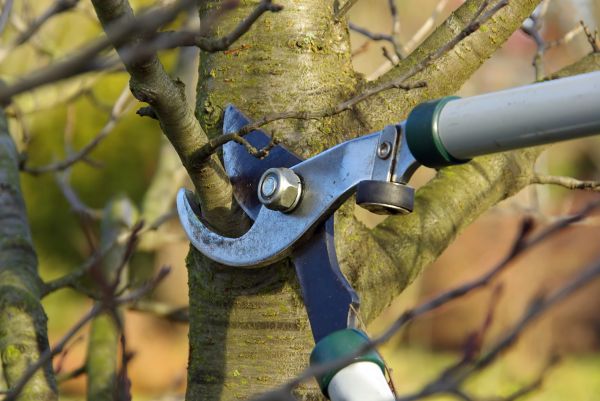 Cost of Tree Limb Trimming Service in Roswell