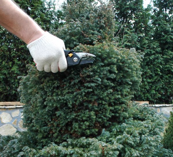 Cost of Ornamental Tree Trimming in Roswell