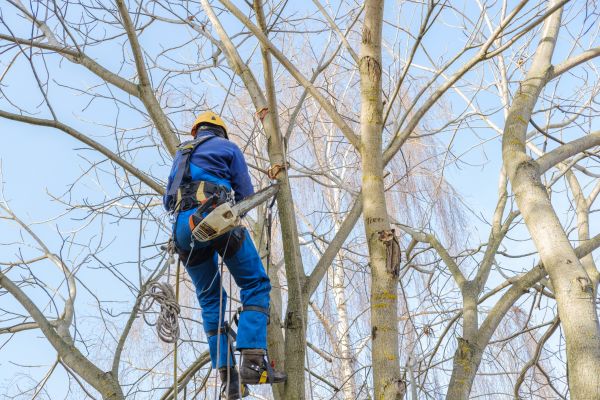 Cost of Large Tree Trimming in Roswell