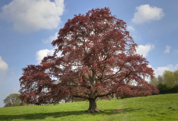 Cost of Beech Tree Pruning in Roswell