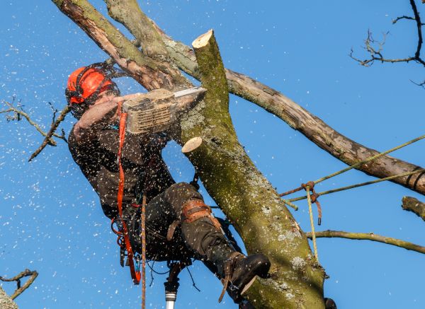 Tree Trimming Service in Roswell
