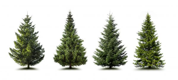 Cost of Pine Tree Trimming in Roswell