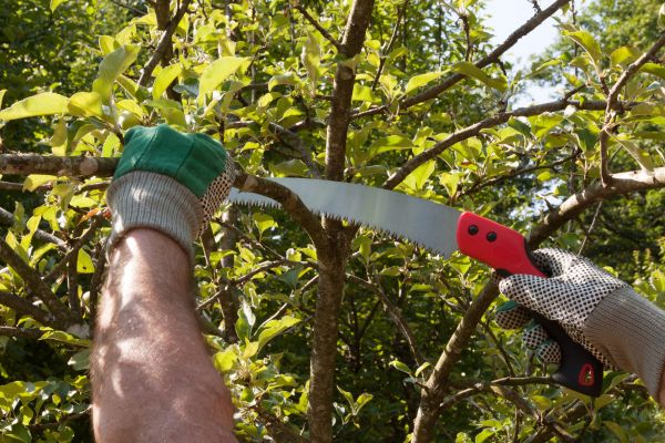 Apple Tree Trimming in Roswell