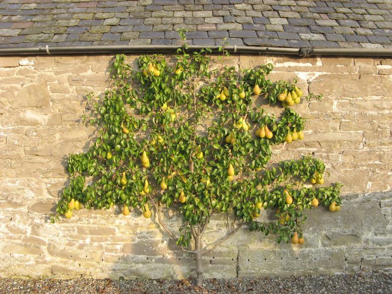 Bradford Pear Tree Pruning